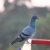 予算300円でマンションのべランドの鳩駆除鳩よけ鳩対策